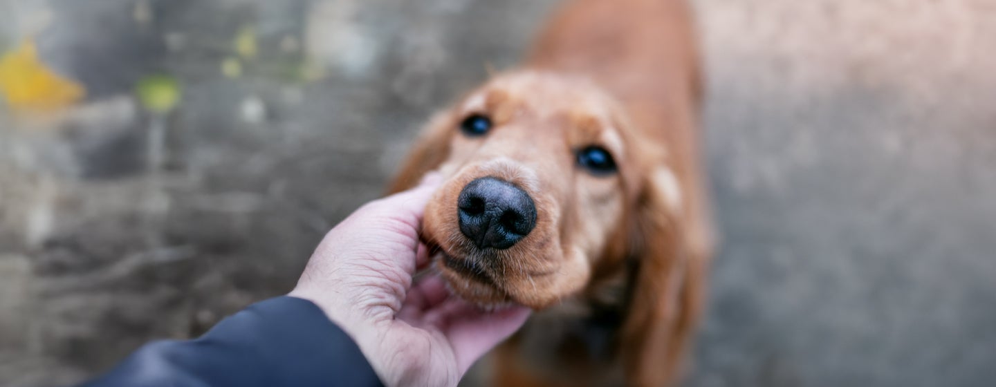 Is Your Dog’s Nose Dry  Here is What It Could Mean