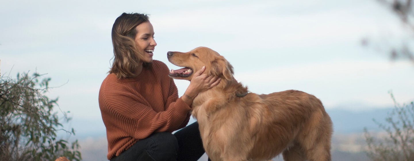 Medium-Sized Dog Breeds