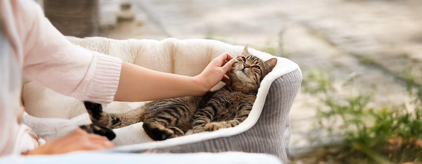 The Cat Health Checklist