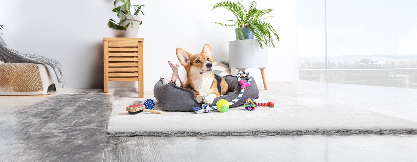 Types of Toys for Dogs