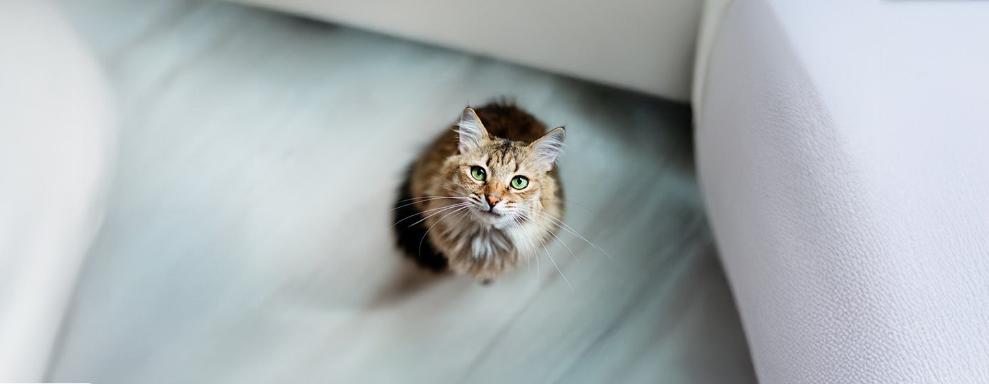 Understanding Your Cat's Psychology