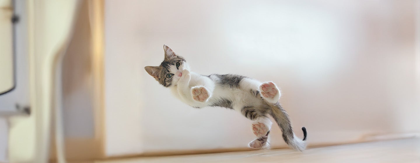 What Are Polydactyl Cats