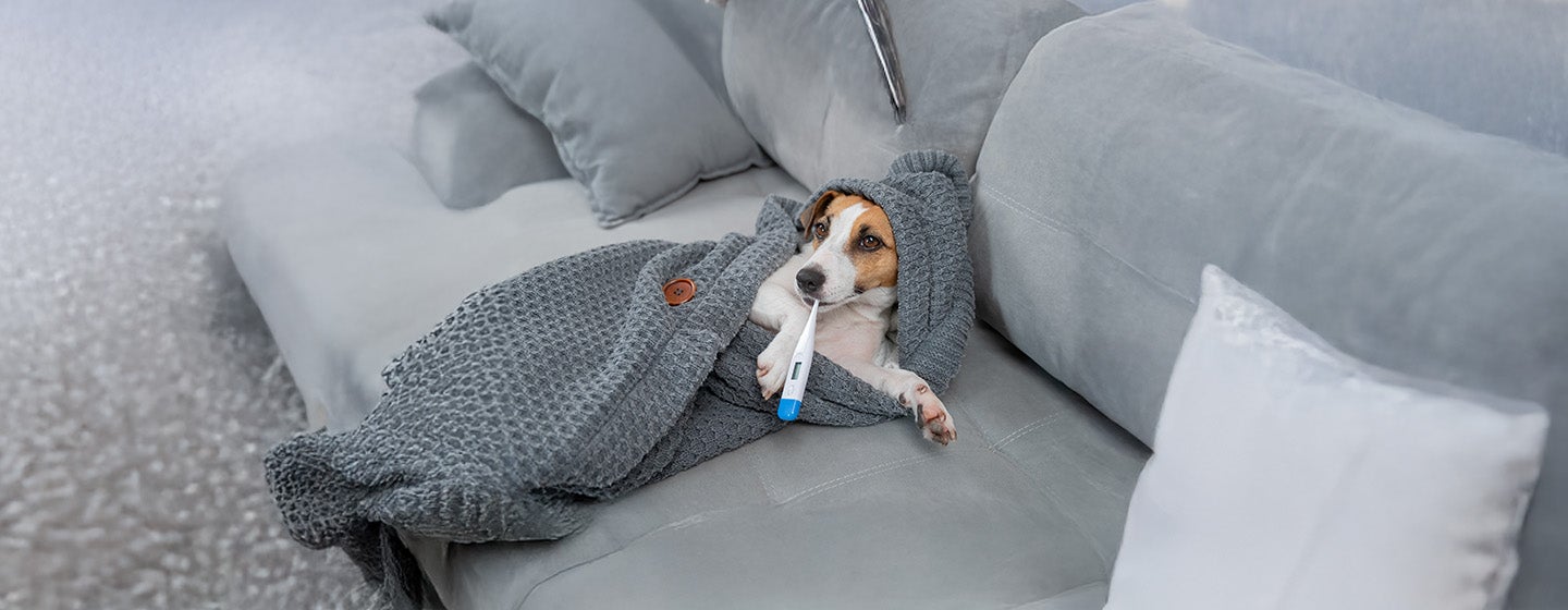 What Is a Normal Dog Temperature