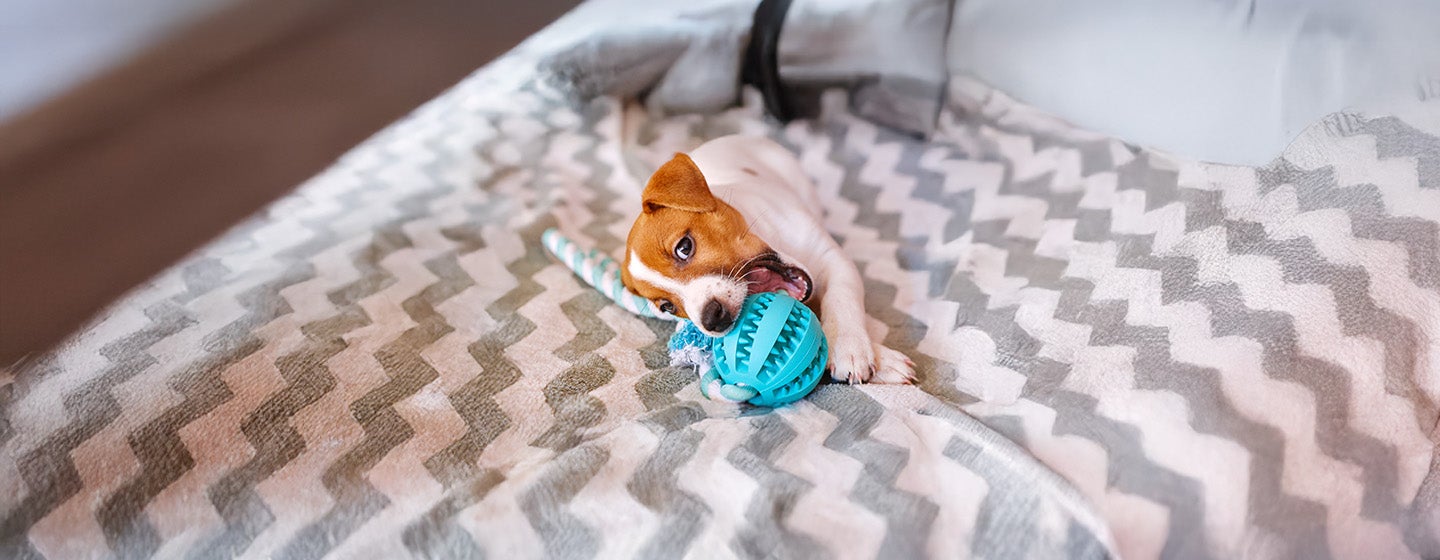 What Can Dogs Chew On?