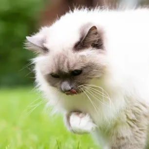 Cat Hairballs What You Should Know