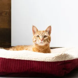 FIV in cats