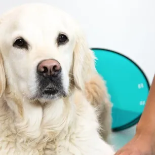 Gastroenteritis in Dogs Symptoms and Treatment