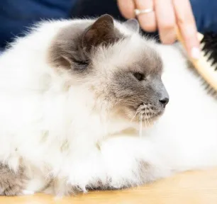 How To Groom Your Cat Properly