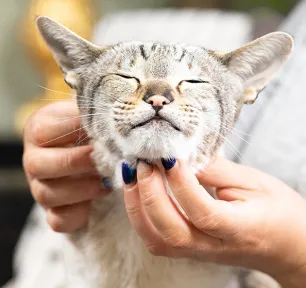How to Give a Cat a Pill
