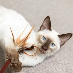 Kitten Play & Toys