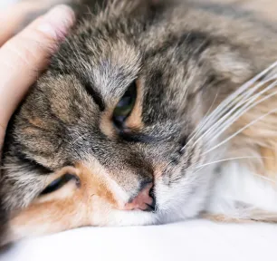 Lungworm in Cats – Symptoms and Treatment