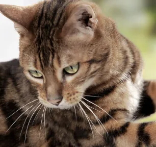 Tapeworms in cats