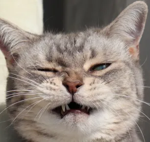 Why Is My Cat Sneezing