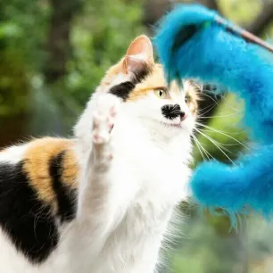 What Do Cats Eat?