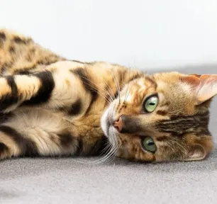 What is Cat Scratch Fever