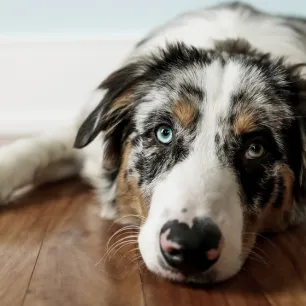 Colitis in Dogs: Symptoms and Treatment