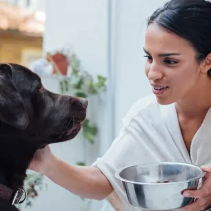 Dog Feeding and Loss of Appetite in Your Dog