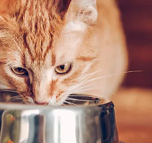 Why Is My Cat Always Hungry?