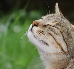 All About Outdoor Cats