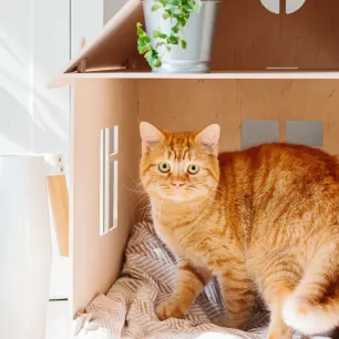 All About House Cats