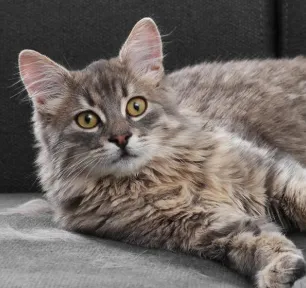 Hair Loss in Cats