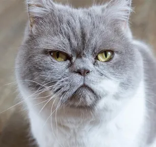 Stomatitis In Cats