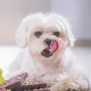 Harmful Substances and Foods for Dogs