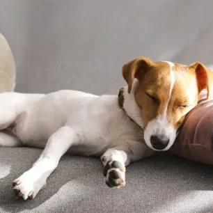 Dog Sleeping Positions