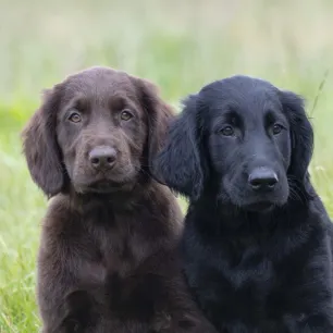 30 Amazing Dog Facts