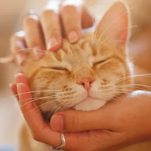 30 of the Funniest Cat Jokes and Puns