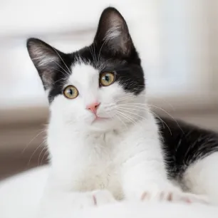 39 Fabulous Black and White Cat Names For Your Feline