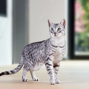 4 Egyptian Cat Breeds