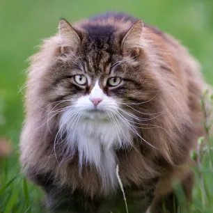 50 Of the Best Big Cat Names