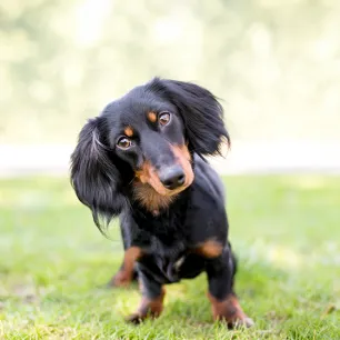 6 Common Health Problems in Dachshunds that Every Owner Needs to Know About