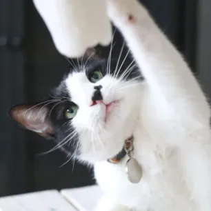 7 Black and White Cat Breeds
