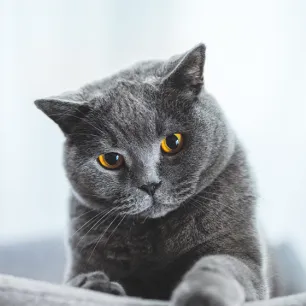 7 Grey Cat Breeds