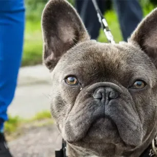 French Dog Breeds You'll Want to Take Home