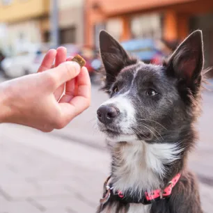 7 Healthy Dog Treats for Training
