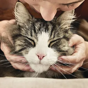 8 Cat Myths and Misconceptions