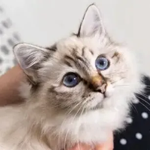 8 Fluffy Cat Breeds