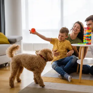 8 Indoor Games you can Play with Your Dog 