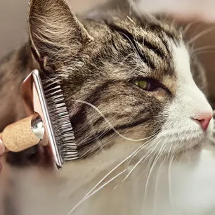 8 Simple Ways to Manage Cat Allergens at Home