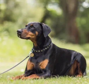 9 Black and Tan Dog Breeds
