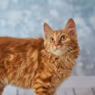 9 Cats with No Tails or Really Short Ones