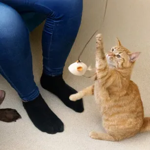 9 Creative Cat and Dog Enrichment Ideas