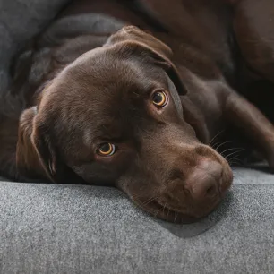 Addison's Disease in Dogs 