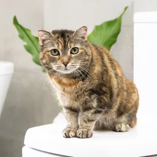 Antibiotics for Cats  What You Need to Know