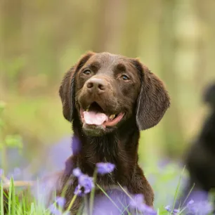 Are Bluebells Poisonous to Dogs