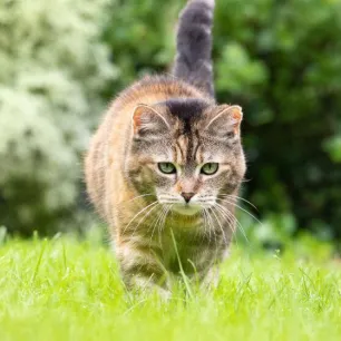 Are Daffodils Poisonous to Cats