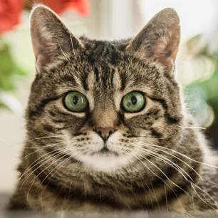Are Lilies Poisonous to Cats